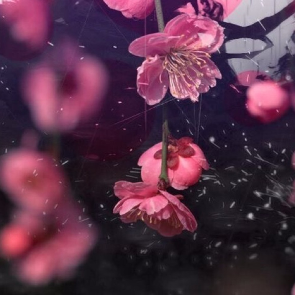 Meet your Posher, Anaiya